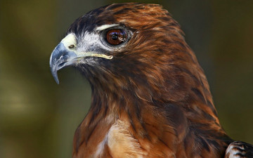 Картинка животные птицы хищники птица хищник ястреб