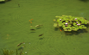 Картинка животные рыбы пруд лилии рыбки