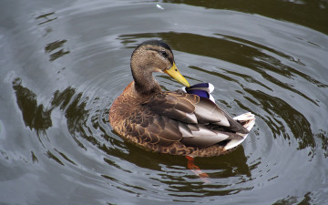 Картинка животные утки дикая утка