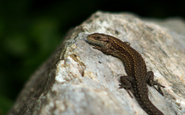 Картинка животные Ящерицы игуаны вараны на камне