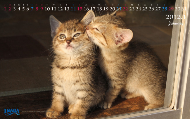 Обои картинки фото бренды, inaba, котенок