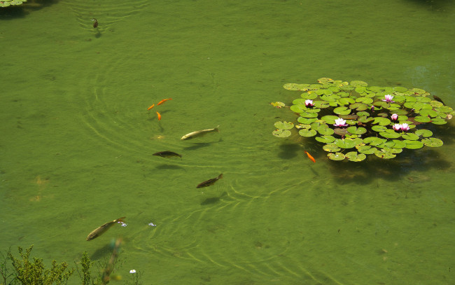 Обои картинки фото животные, рыбы, пруд, лилии, рыбки