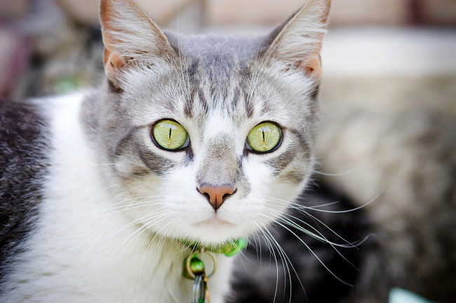 Обои картинки фото животные, коты, взгляд, внимание