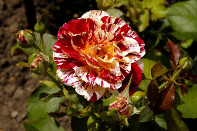 Обои картинки фото цветы, розы, пестрый, бутоны