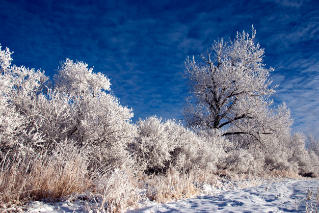 Обои картинки фото природа, зима, деревья, снег