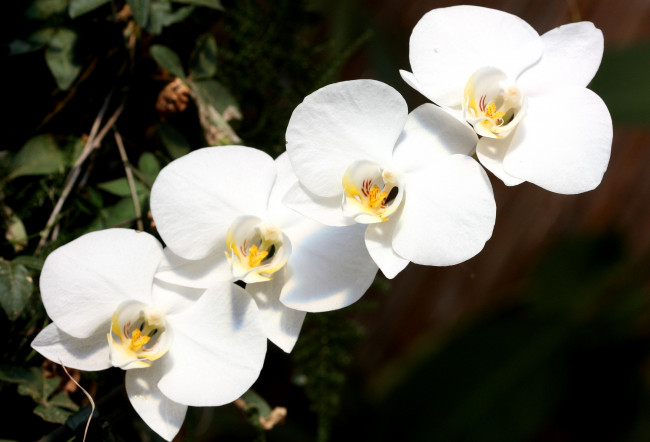 Обои картинки фото цветы, орхидеи, белый, ветка
