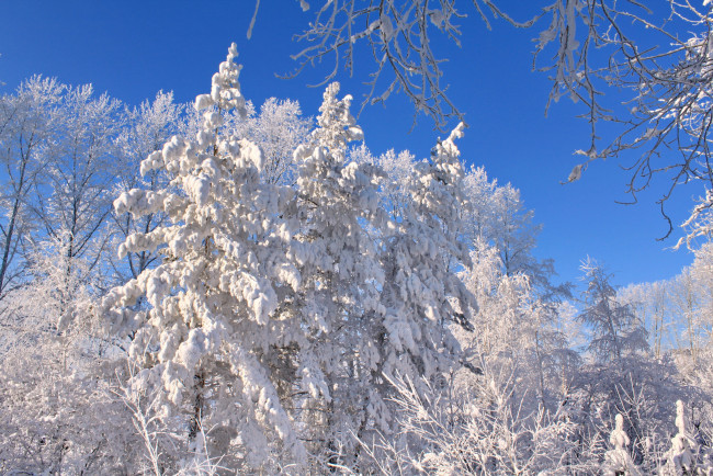 Обои картинки фото природа, зима, снег