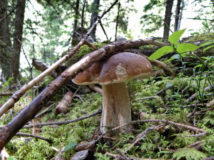 Картинка природа грибы боровик трава лес листья