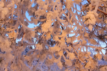 Картинка природа зима снег ветки