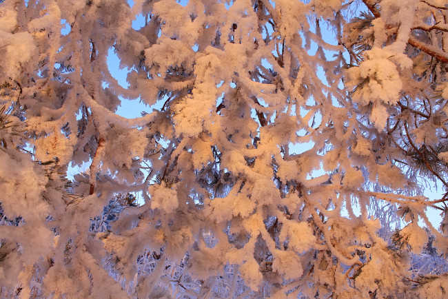 Обои картинки фото природа, зима, снег, ветки