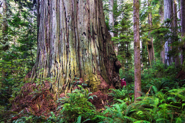 Обои картинки фото природа, деревья, лес, секвойя