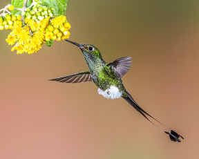 Картинка животные колибри птичка