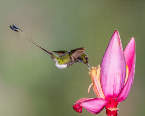 Картинка животные колибри птичка