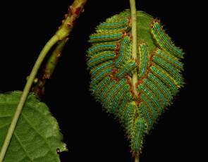 Картинка животные гусеницы itchydogimages макро лист