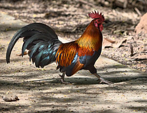 Картинка животные куры +петухи петя