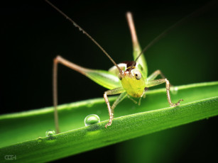Картинка животные кузнечики +саранча макро кузнечик малыш капли травинка