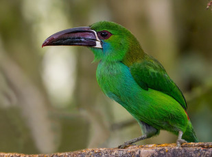 Картинка животные птицы птичка