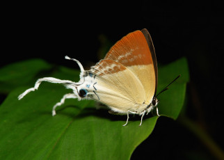 Картинка животные бабочки +мотыльки +моли itchydogimages макро насекомое бабочка коричневая крылья усики