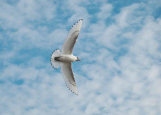 Картинка животные Чайки +бакланы +крачки небо чайка облака