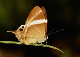 Картинка животные бабочки +мотыльки +моли itchydogimages макро бабочка крылья