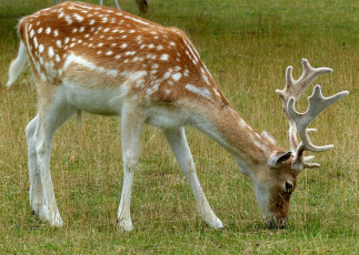 Картинка животные олени рога олень