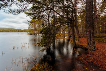 Картинка природа реки озера река лес