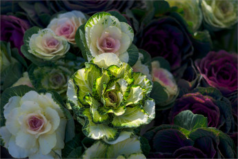 Картинка цветы декоративная+капуста декоративная капуста