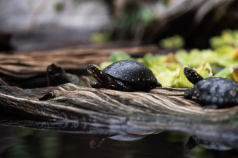 Картинка животные Черепахи черепашки