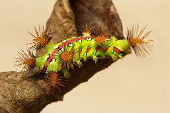 Картинка животные гусеницы itchydogimages макро насекомое лист гусеница необычная