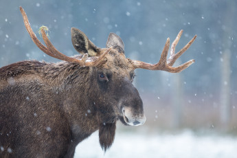 Картинка животные лоси снег лось