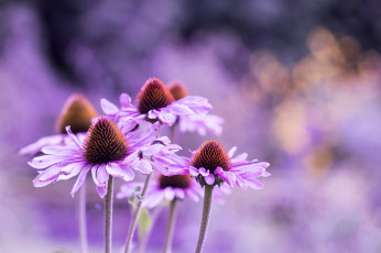 Картинка цветы эхинацея фон