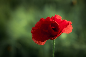Картинка цветы маки макро красный