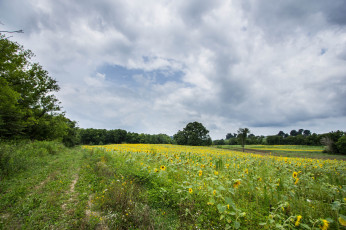 Картинка природа дороги лес дорога поле