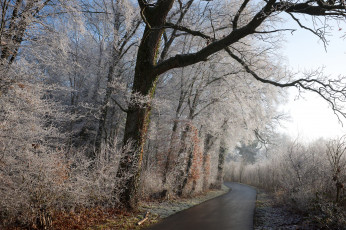 Картинка природа дороги шоссе лес