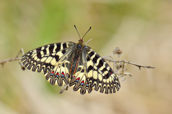 Картинка животные бабочки +мотыльки +моли бабочка