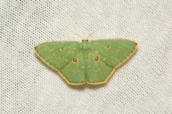 Картинка животные бабочки +мотыльки +моли itchydogimages макро насекомое моль