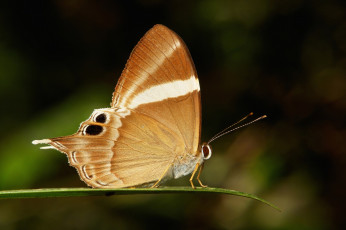 Картинка животные бабочки +мотыльки +моли itchydogimages макро бабочка крылья усики узор