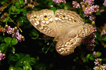 Картинка животные бабочки +мотыльки +моли itchydogimages бабочка