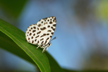 Картинка животные бабочки +мотыльки +моли itchydogimages макро бабочка крылья