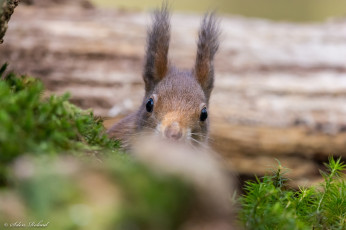 Картинка животные белки засада выглядывает грызун