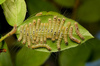 Картинка животные гусеницы itchydogimages макро лист