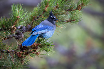 Картинка животные кардиналы птичка