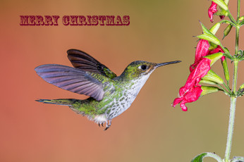 Картинка животные колибри птичка