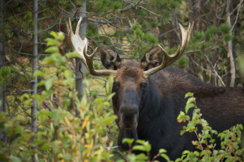 Картинка животные лоси сохатый