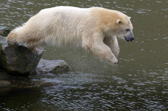 Картинка животные медведи медведь белый