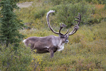 Картинка животные олени красавец рога