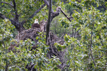 Картинка животные птицы+-+хищники гнездо орлан