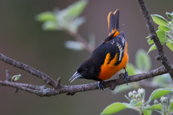 Картинка животные птицы птичка