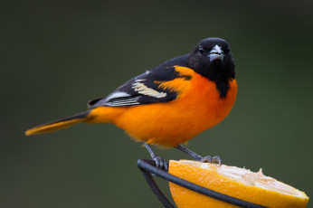 Картинка животные птицы птичка