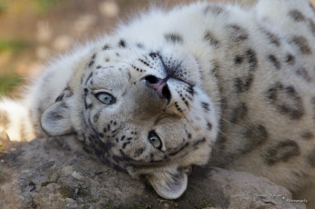 Картинка животные снежный+барс+ ирбис морда кошка